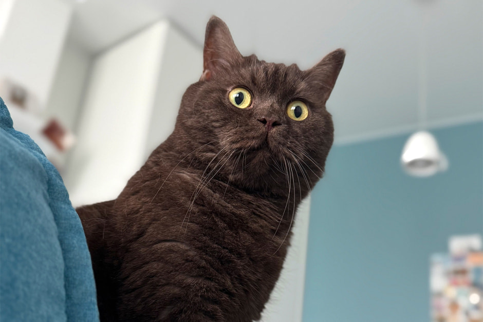 Британский кот