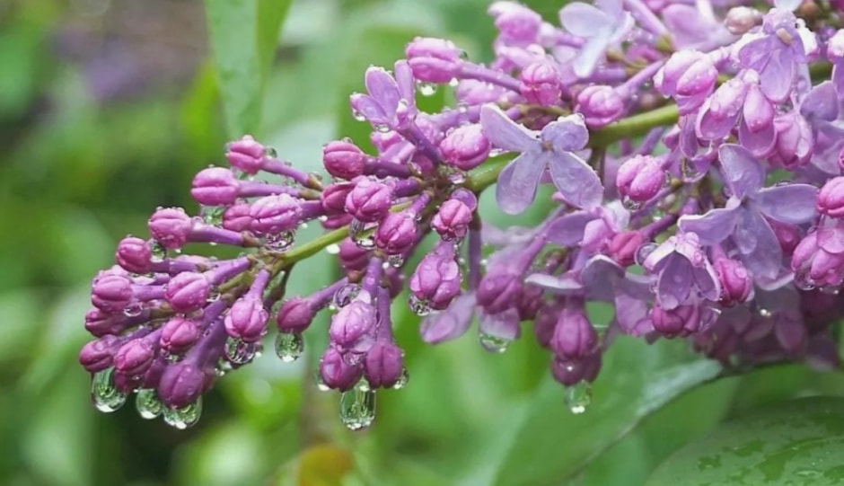 Дождь в мае 