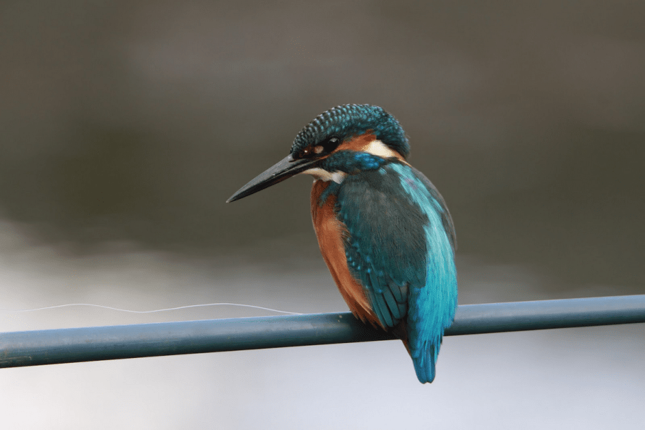 Прогулка с орнитологом 15.png