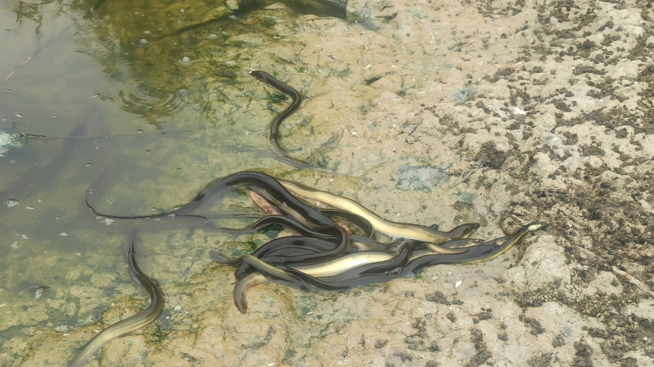 Речные угри