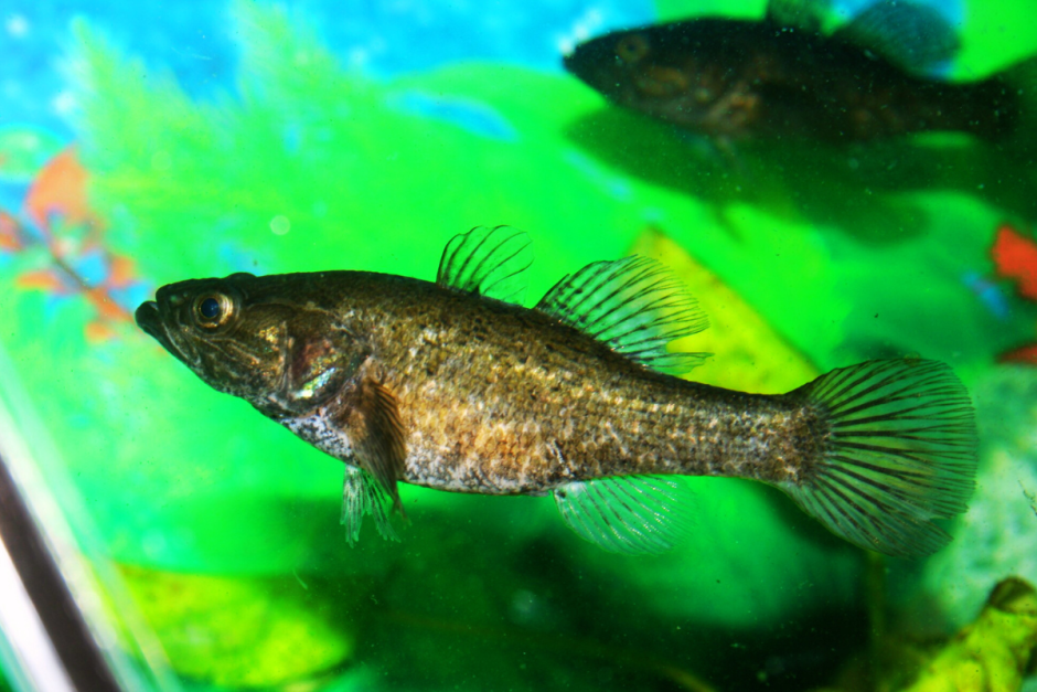 Ротан-головешка 1.png