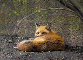 В Гродно лиса с уткой в зубах пробежала через парк на глазах у людей