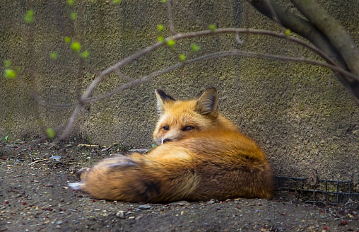 В Гродно лиса с уткой в зубах пробежала через парк на глазах у людей