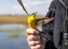 Дерутся за самца, а потом бросают его вместе с птенцами. Какие птицы считаются самыми любвеобильными?  