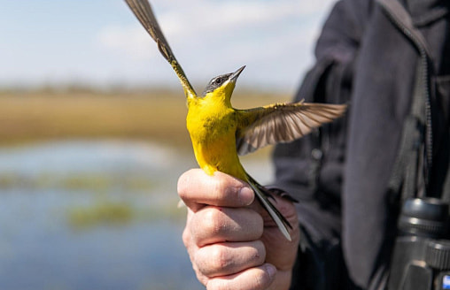 Дерутся за самца, а потом бросают его вместе с птенцами. Какие птицы считаются самыми любвеобильными?  