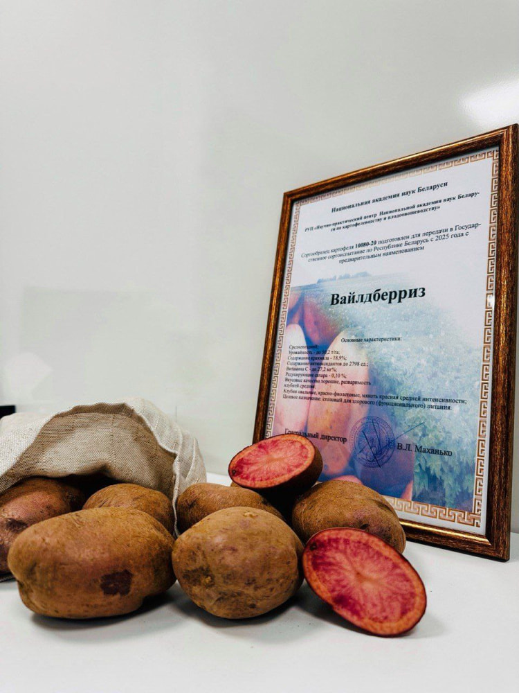 В Беларуси вывели новый сорт картофеля под названием 