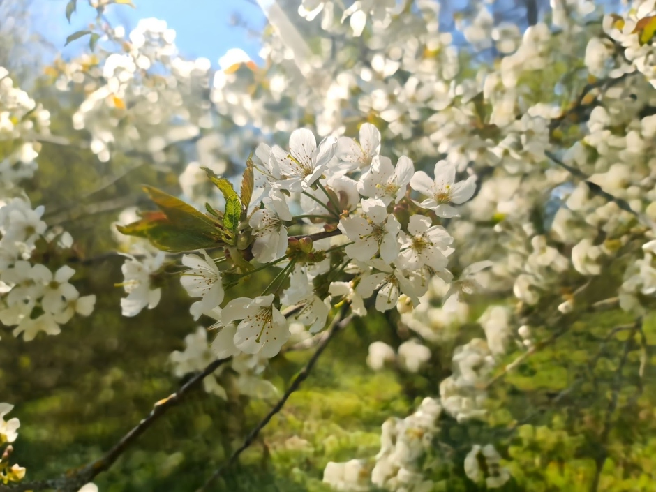 Прогулка по Ботаническому саду 15.png