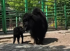 В Гродненском зоопарке родилась черная малышка-як. Теперь просят придумать ей имя
