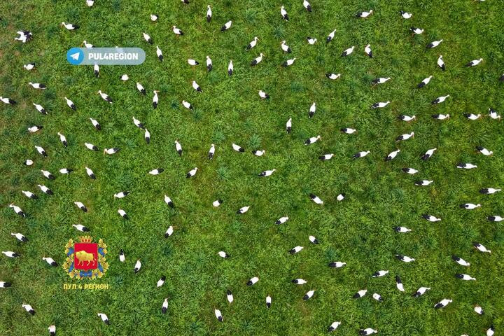 Аисты под гродно.jpg