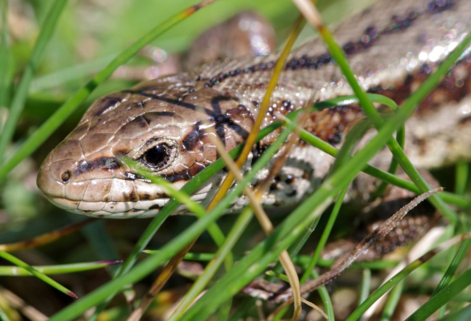 Живородящая ящерица 9.jpg