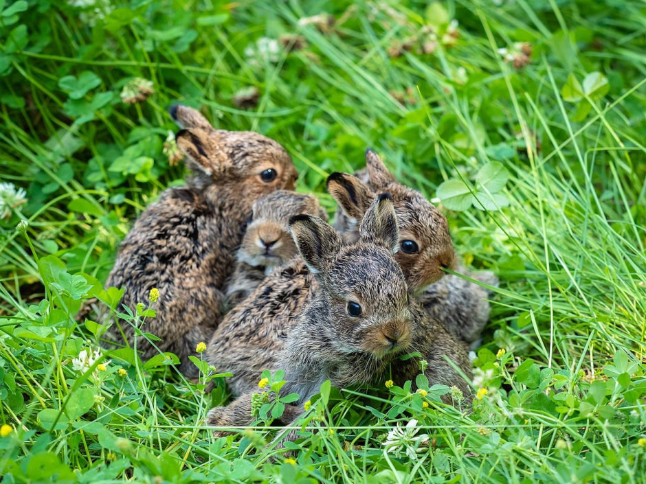 Дикая природа.jpg