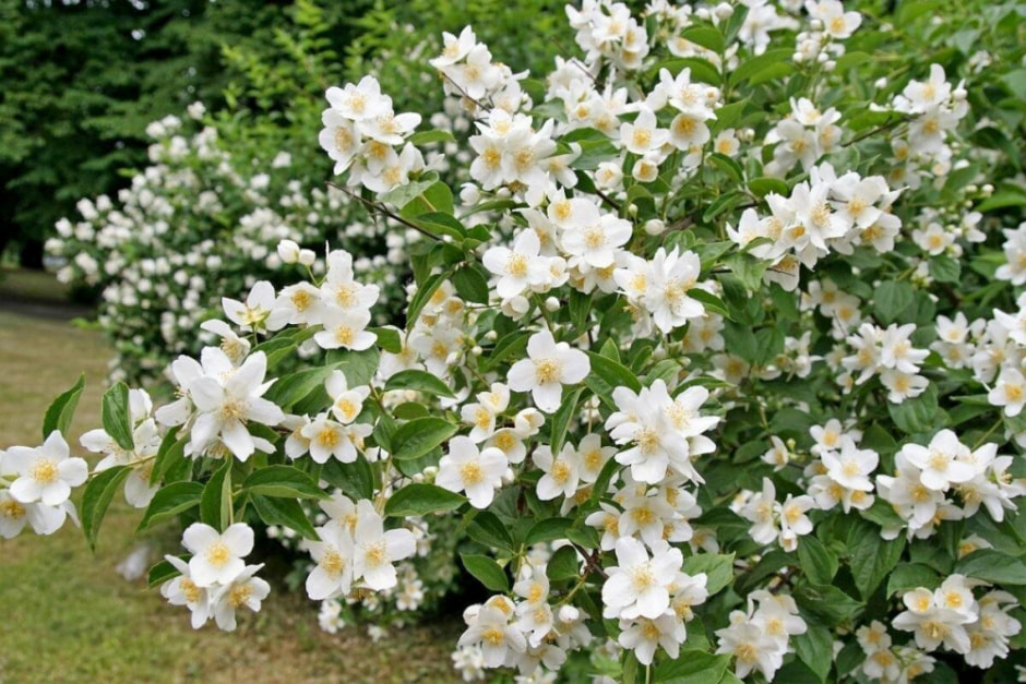 Садим цветы поздней осенью 2.jpg Садим цветы поздней осенью 2.jpg