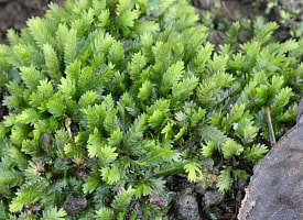 Мох помог раскрыть преступление на кладбище 