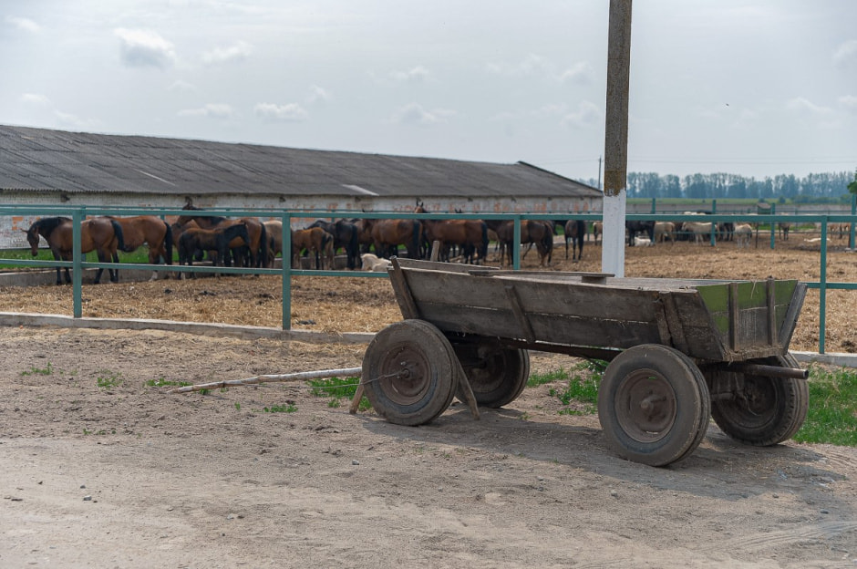 Лошади в Столинском районе 4.jpg
