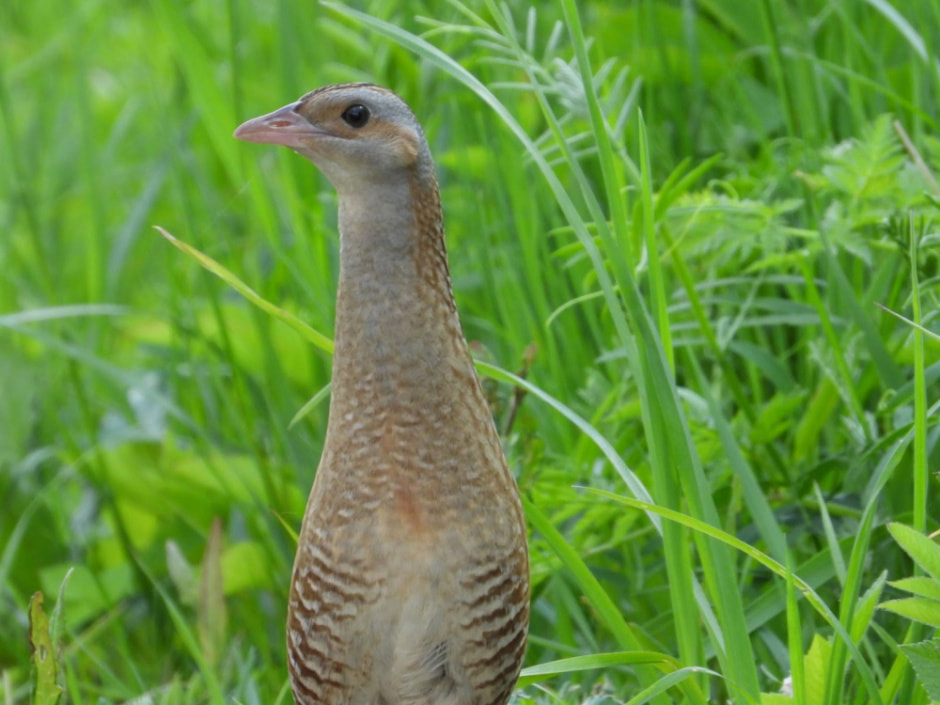 Сергей Резов и бердвотчинг 6.jpg
