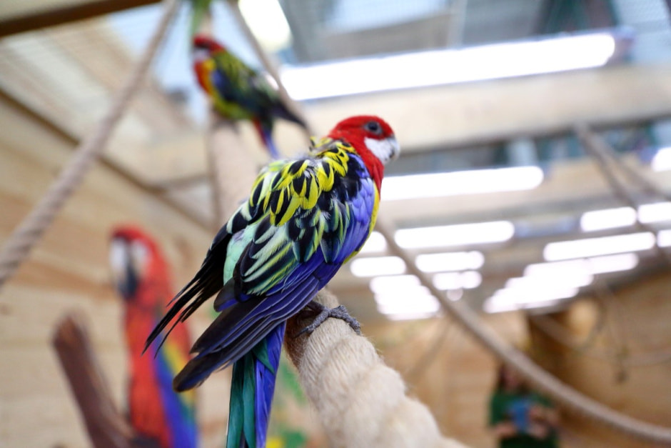 Попугайня в Витебске 15.jpg