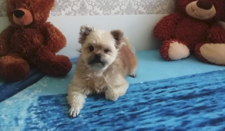 Украденная собака.jpg