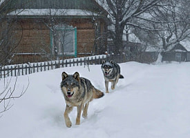 “Их здесь немерено” – На Брестчине пожаловались на нашествие волков