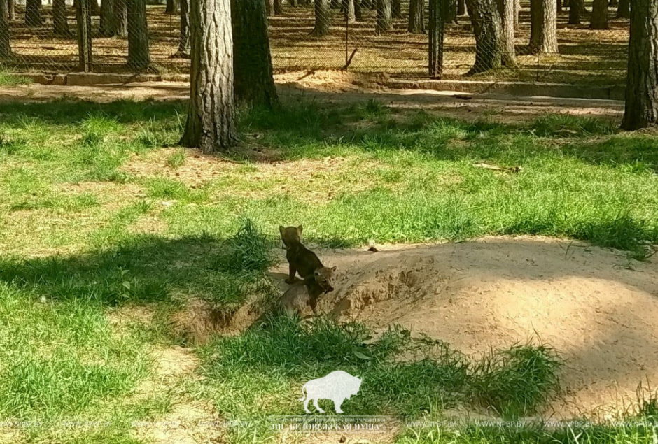 Волчата..jpg Волчата..jpg