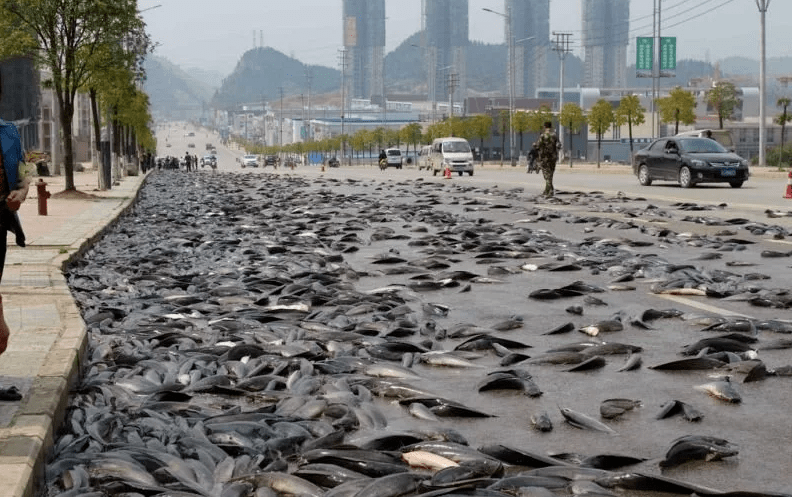 Рыбный дождь