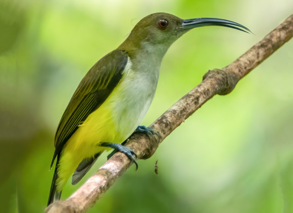 оранжевобокая пауколовка.png оранжевобокая пауколовка.png