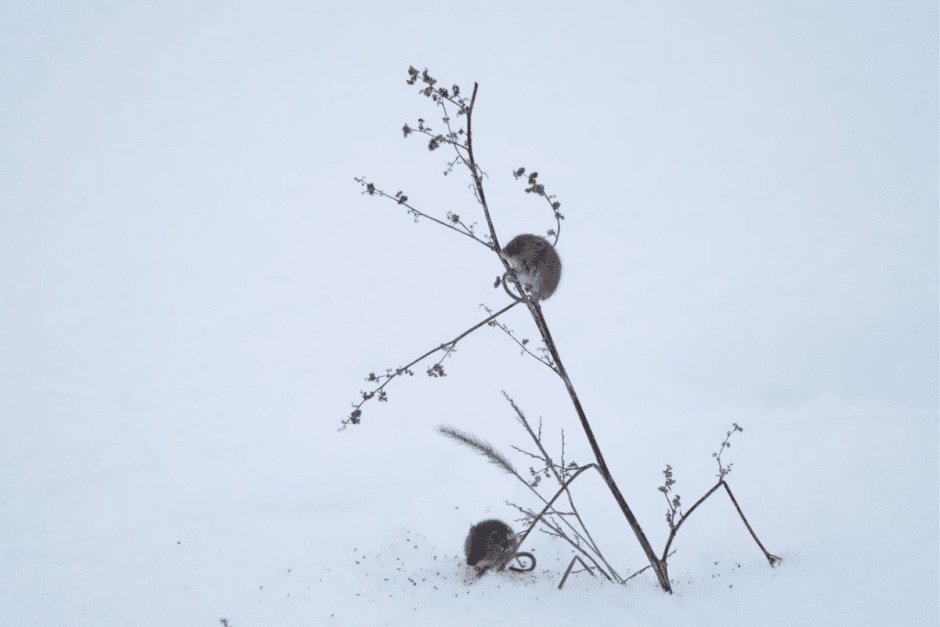 Фотограф дикой природы Инна Шкурко 7_Мыши-малютки.png