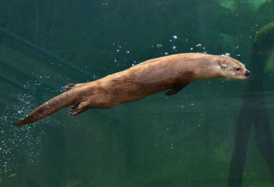 Чем интересна выдра 12.jpg