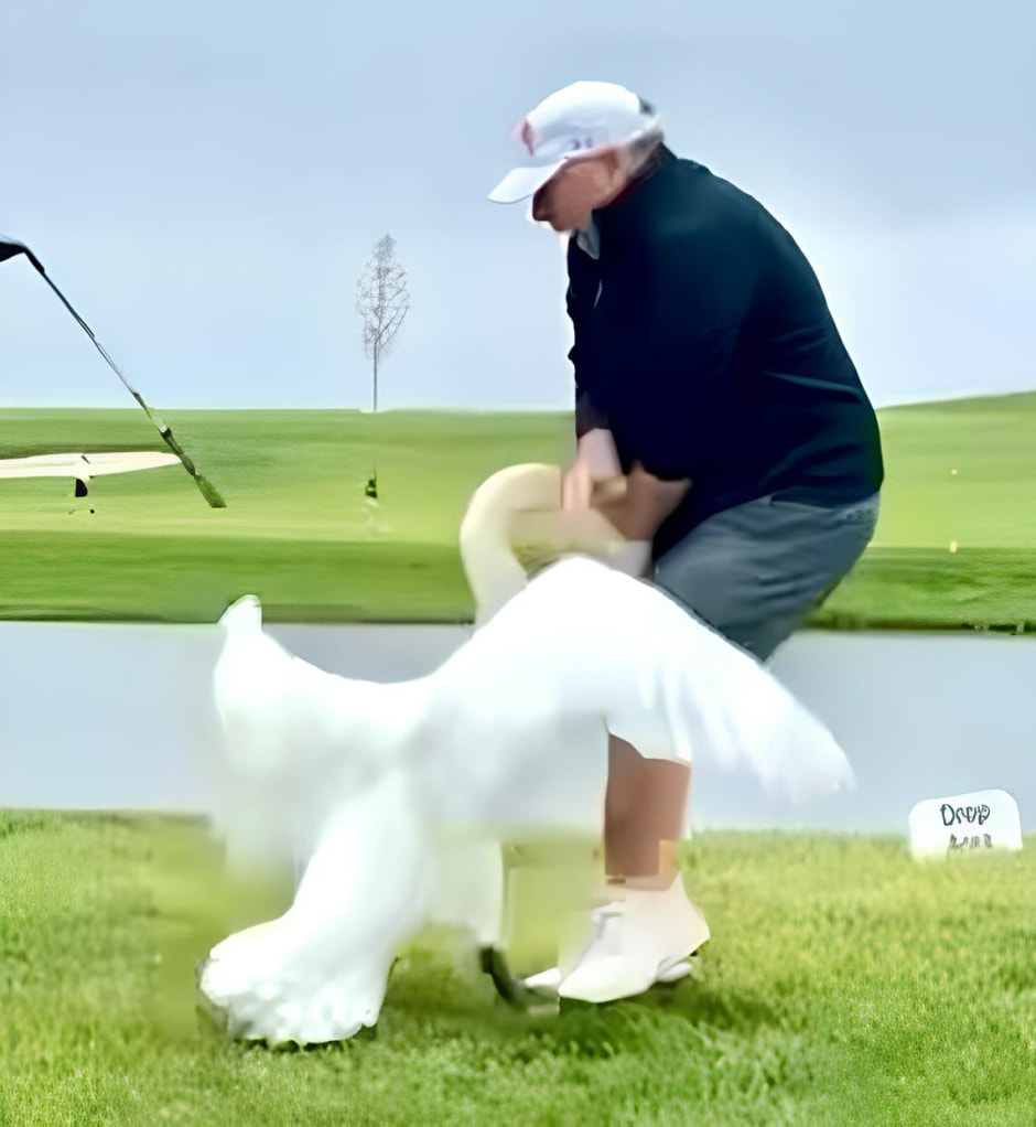 Лебедь щипает Уиткофа.jpg