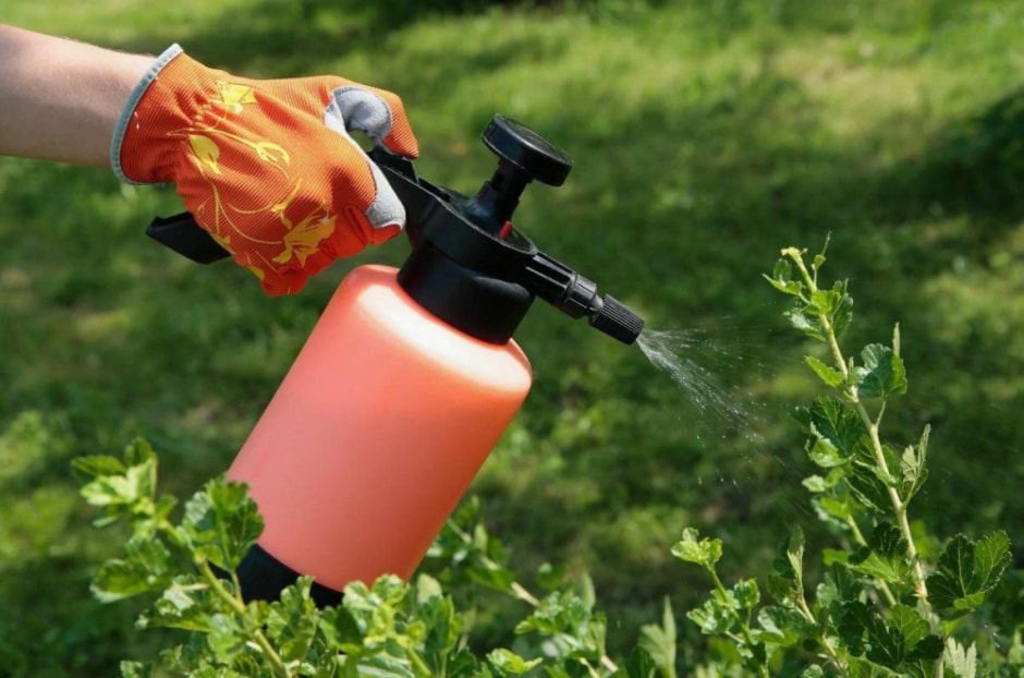 янтарная кислота 4.jpg