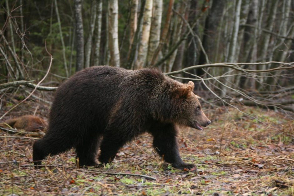 Медведи в Беларуси 4.jpg