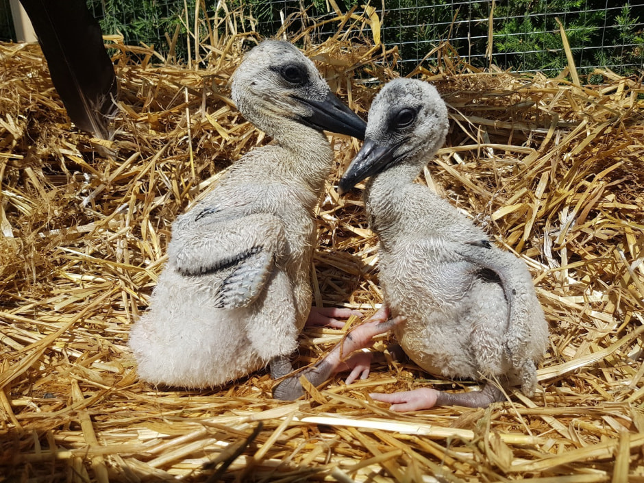 Мужчина спасает аистов 5.jpg