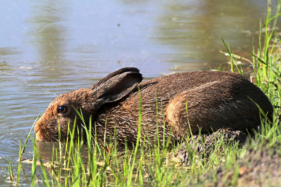 Заяц-беляк 9.png