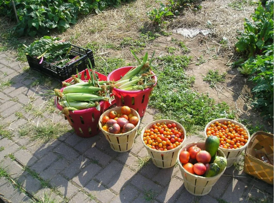 кукуруза овощи