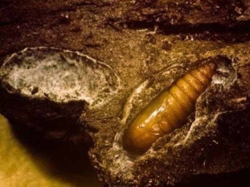 плодожорка2.jpg плодожорка2.jpg