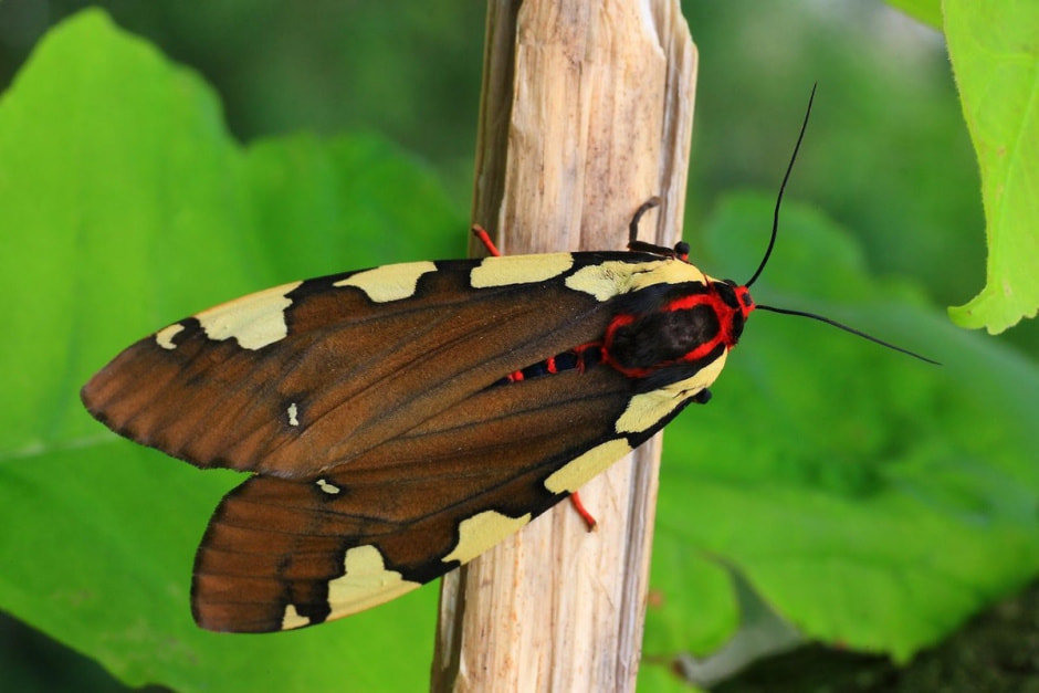 Белорусские бабочки 10.jpg