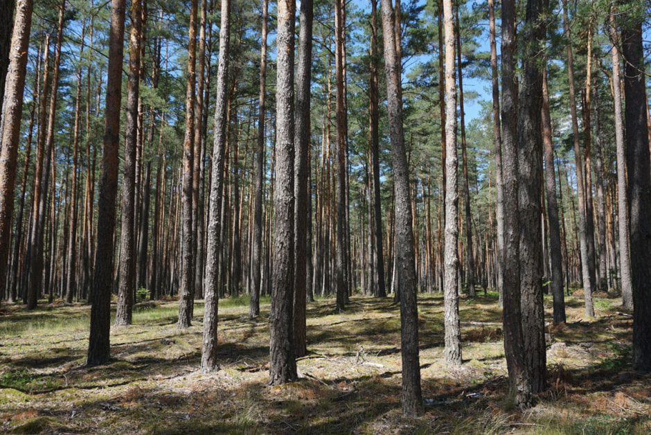 Пуща12.jpg Пуща12.jpg