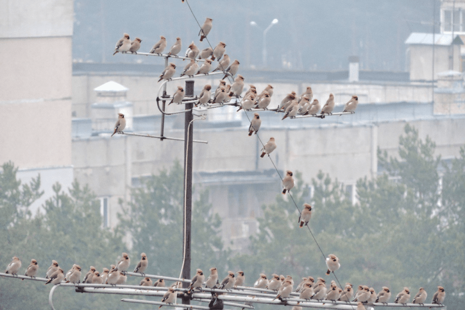 Свиристель 8.png