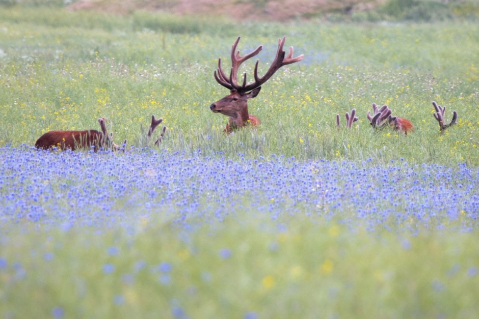 Фотограф дикой природы Инна Шкурко 11_Благородные олени 2.png