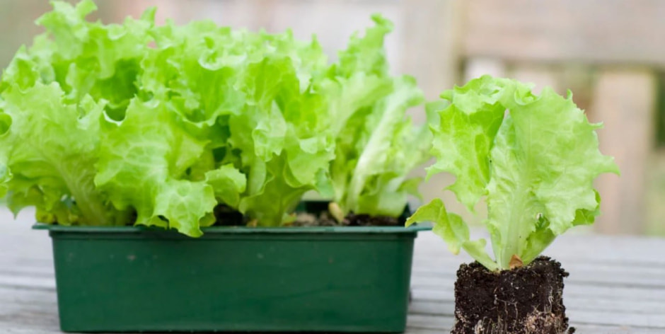 салат салат1.jpg