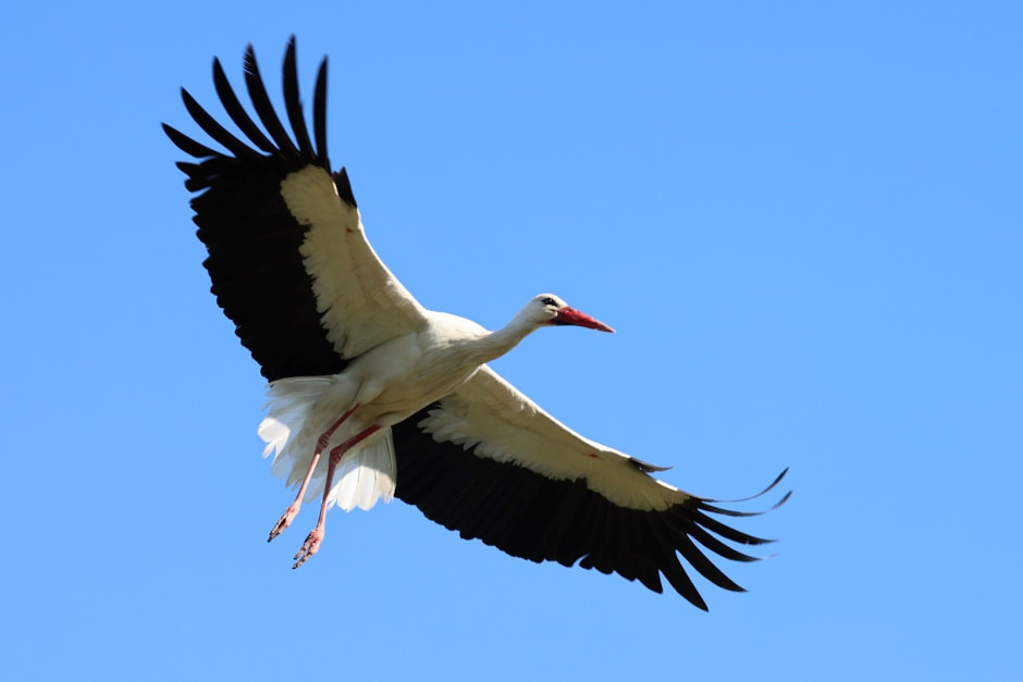 Аисты в деревне Малешев 16.jpg