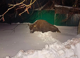 “Хлеб и свеклу не ел”. Зубр несколько часов гулял в деревне под Осиповичами