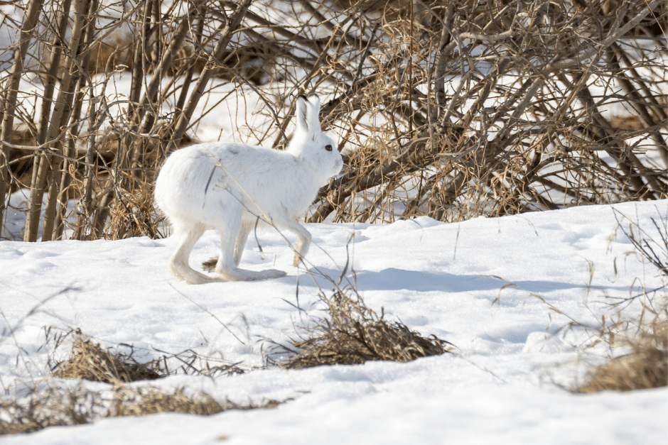 Заяц-беляк 13.png