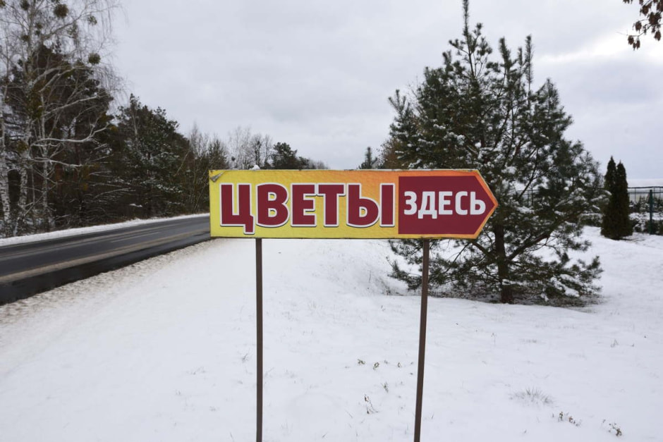 Как на Полесье выращивают тюльпаны 2.jpg