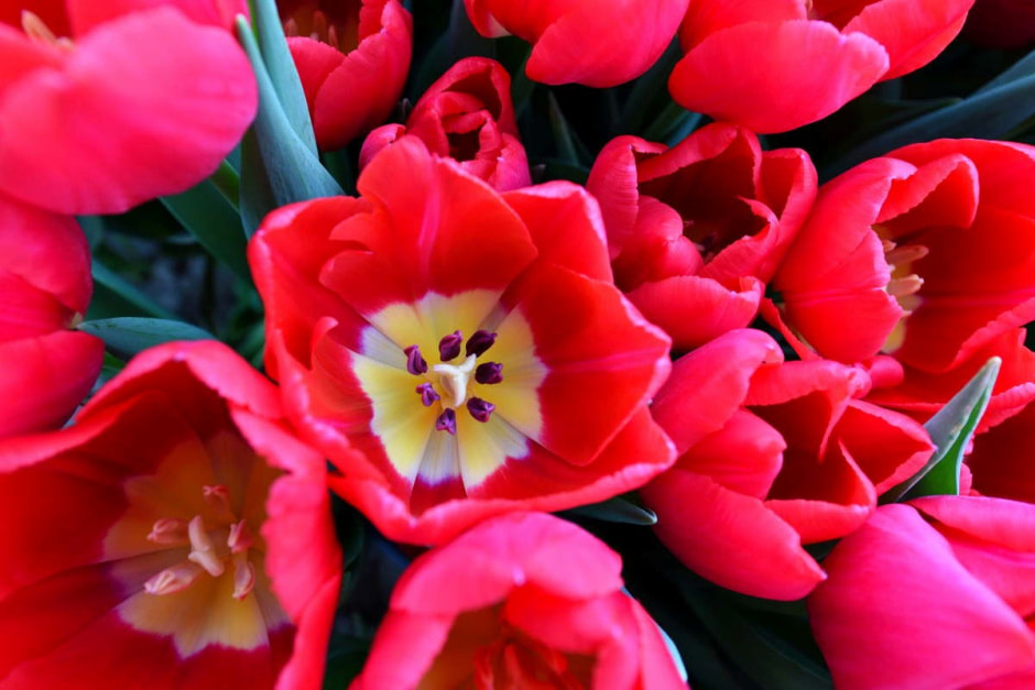 Как на Полесье выращивают тюльпаны 28.jpg