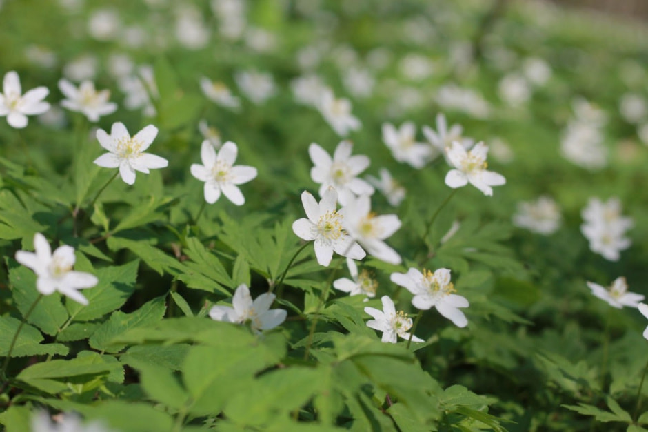 Сядзіба Навіцкіх у Савейках 15.jpg