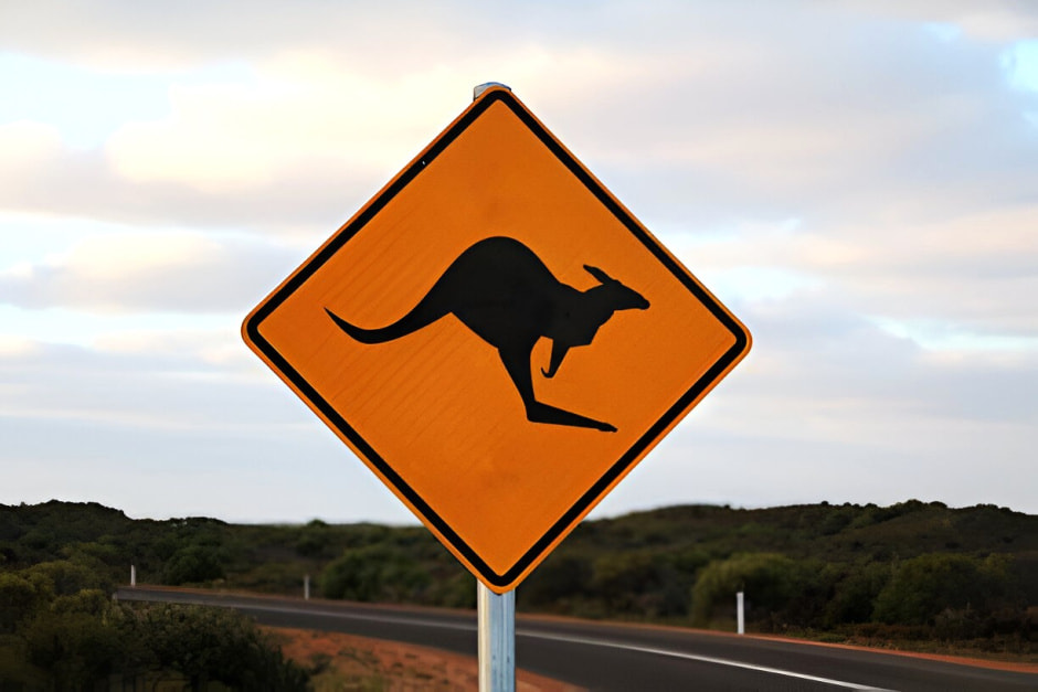 Кенгуру
