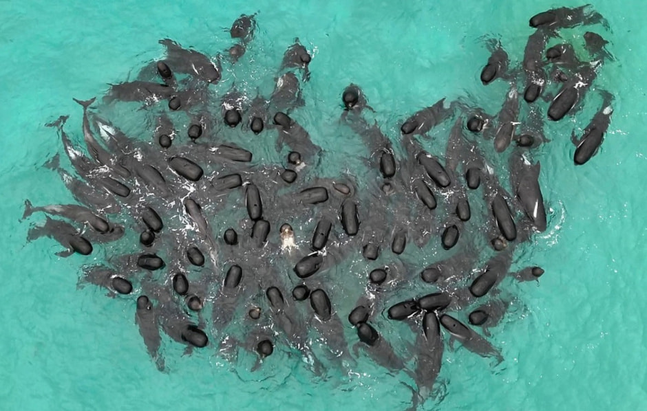 киты1.jpg киты1.jpg