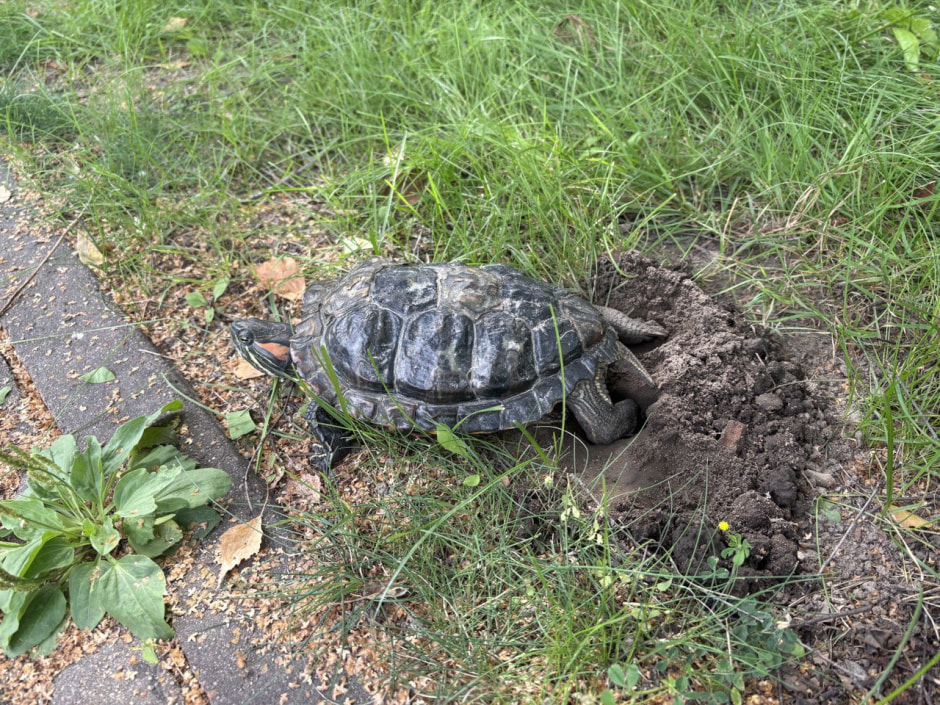 Красноухая черепаха кладка 1.jpg