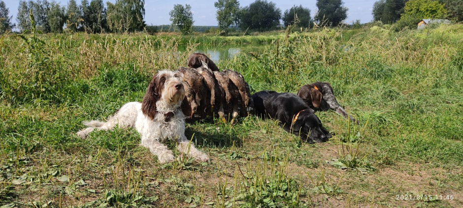 Собаки 2.jpeg Собаки 2.jpeg