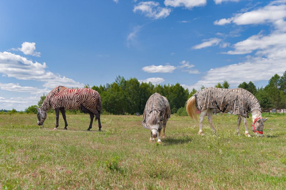 Репетитор в деревне 20.jpg